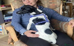 Mixed Breed dogs for adoption: STELLA - Small 10 mth old Pocket Pointer type girl - Image 13