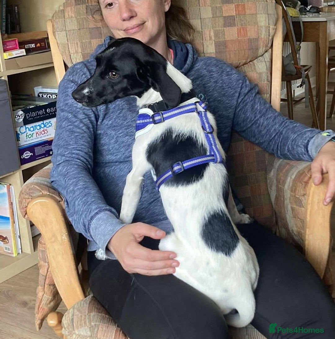Mixed Breed dogs for adoption: STELLA - Small 10 mth old Pocket Pointer type girl - Image 13