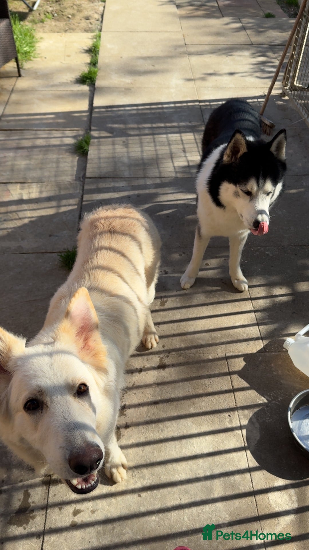 Shepsky dogs for sale: 7 beautiful Shepsky puppy’s available 🫶🏼 - Image 11