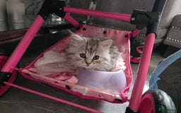 British Shorthair cats for sale: Norwegian forest cat x - Image 4