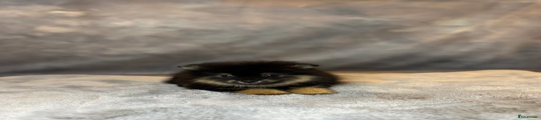 Pomeranian Puppy 1
