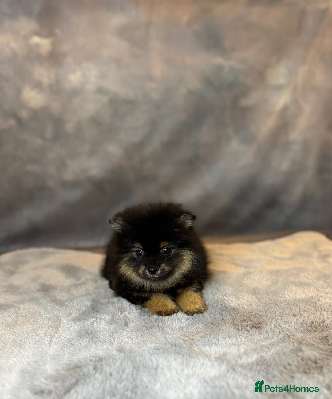 Pomeranian dogs for sale: Lovely little Poms available  - Image 4