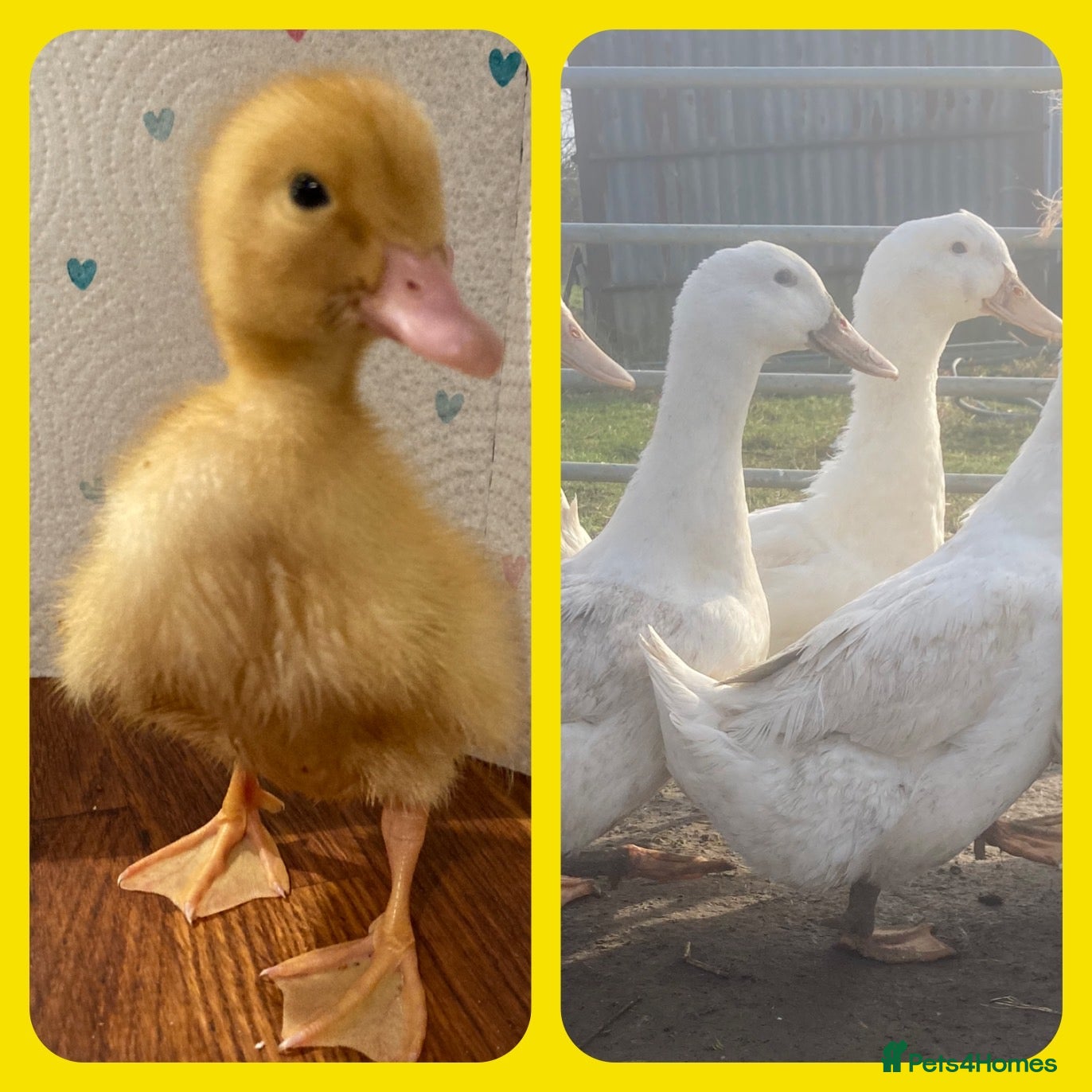 Ducks poultry for sale: Aylesbury Duck & Runner Ducklings & Hatching Eggs - Advert 2