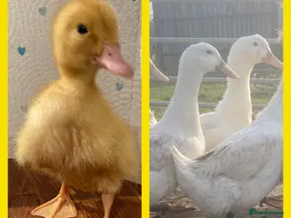 Ducks poultry for sale: Aylesbury Duck & Runner Ducklings & Hatching Eggs - Advert 2