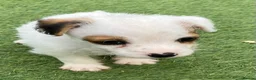Jack Russell dogs for sale: Beautiful Jack Russell puppies  - Advert 19