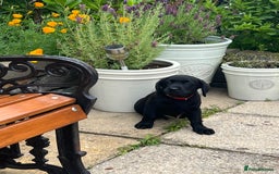 Goldador dogs for sale: Gorgeous Golden retriever/ labrador pups. - Image 11
