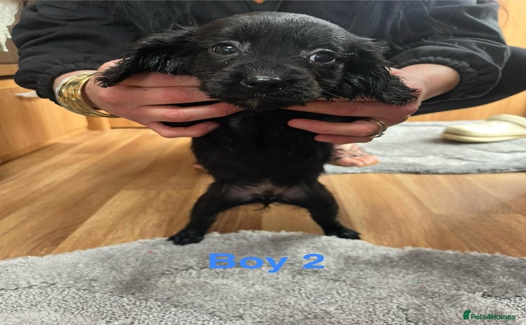 Cocker Spaniel dogs 1 Cavalier King Charles X Cocker Spaniel Puppies - Advert 16