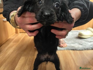 Cocker Spaniel dogs 1 Cavalier King Charles X Cocker Spaniel Puppies - Advert 18