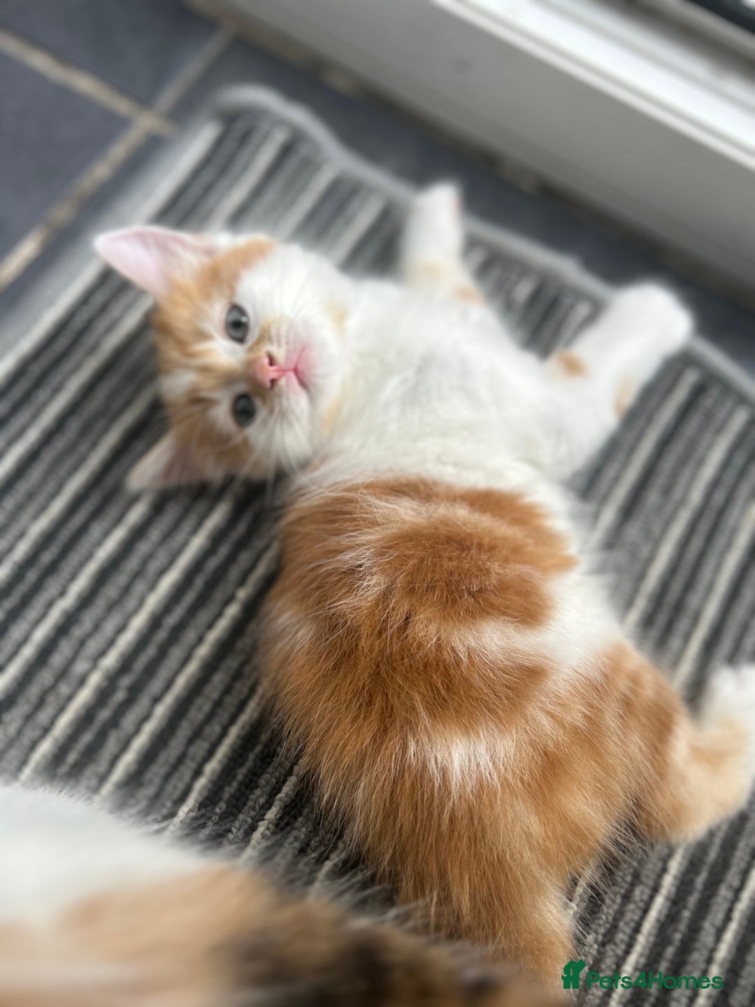 Mixed Breed cats for sale: five beautiful healthy charming kittens - Image 2