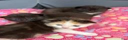 Ragdoll cats for sale: Ragdoll cross Persian kittens  in Leominster - Advert 5