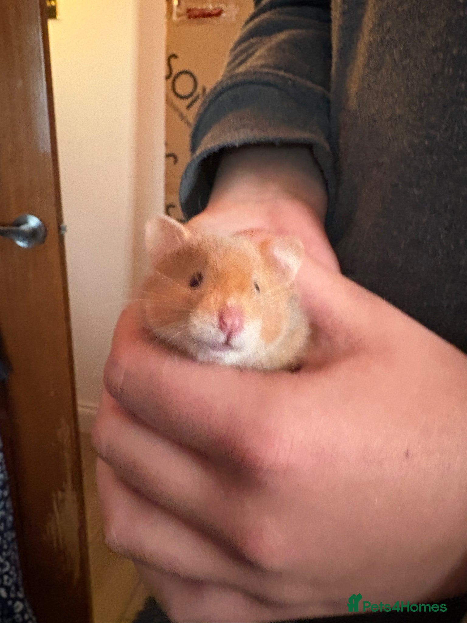 Hamster rodents Syrian Hamsters - home bred and friendly - Advert 2