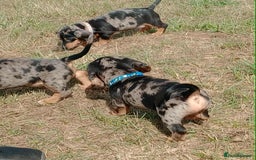 Miniature Dachshund dogs for sale: Stunning silver dapple miniature dachshunds  - Image 18