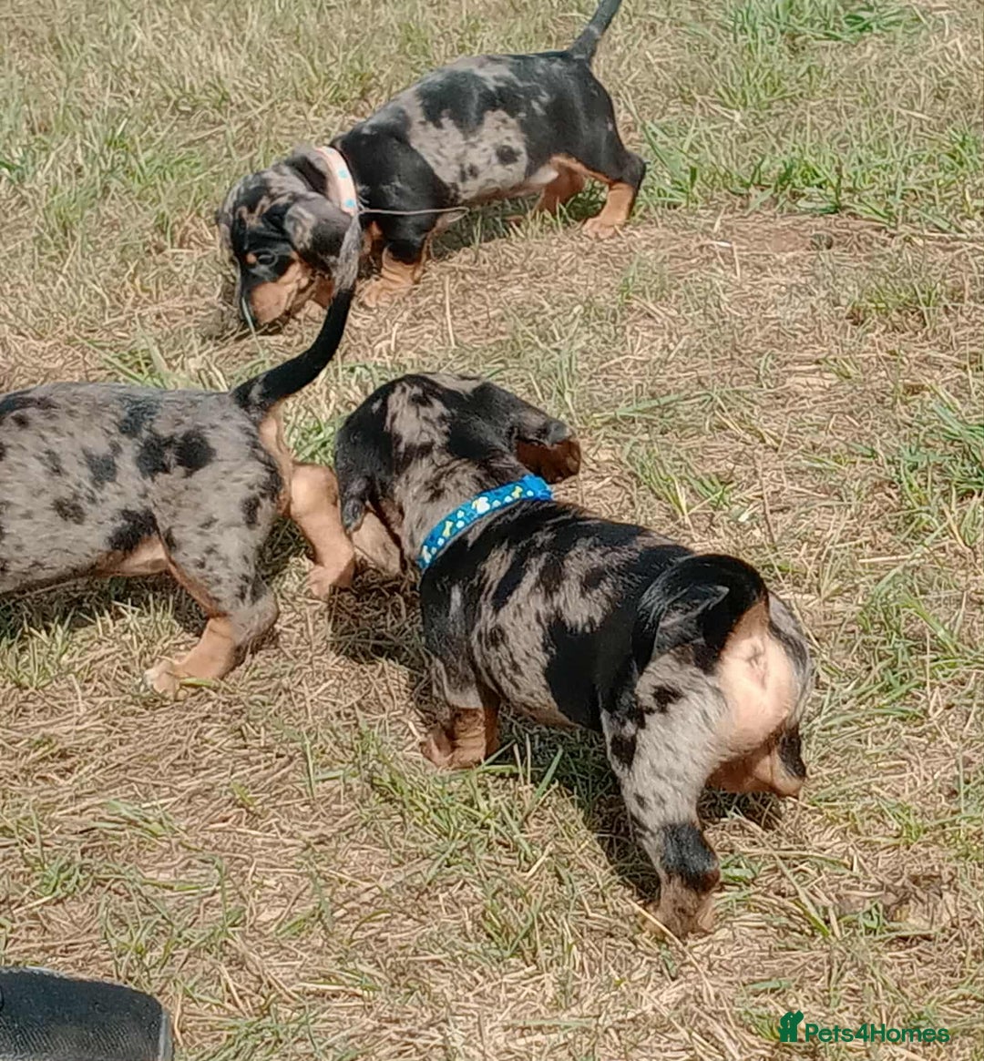 Miniature Dachshund dogs for sale: Stunning silver dapple miniature dachshunds  - Image 18