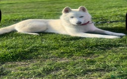 Siberian Husky dogs for sale: Girl Siberian husky  - Advert 7