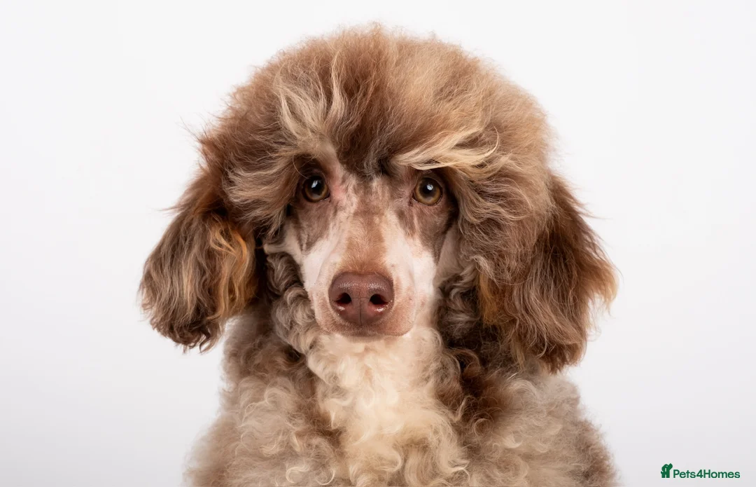 Toy Poodle dogs for stud: EXTENSIVELY HEALTH TESTED POODLE STUD  in Hoddesdon - Advert 6