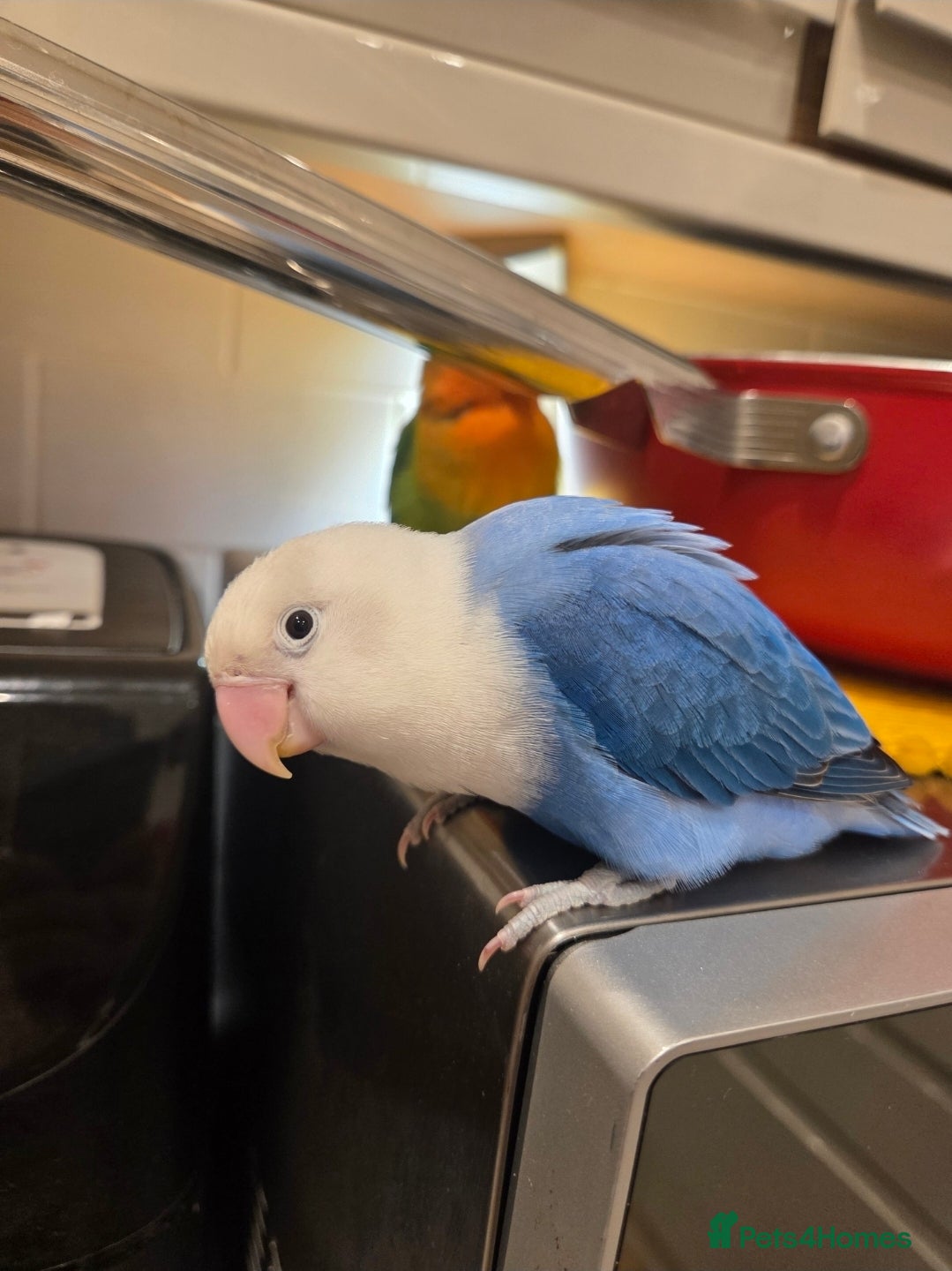 Lovebirds birds Blue Opaline Playful lovebird - Advert 2