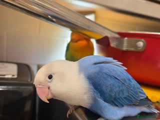 Lovebirds birds Blue Opaline Playful lovebird - Advert 2