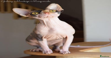 Sphynx cats - Advert 2