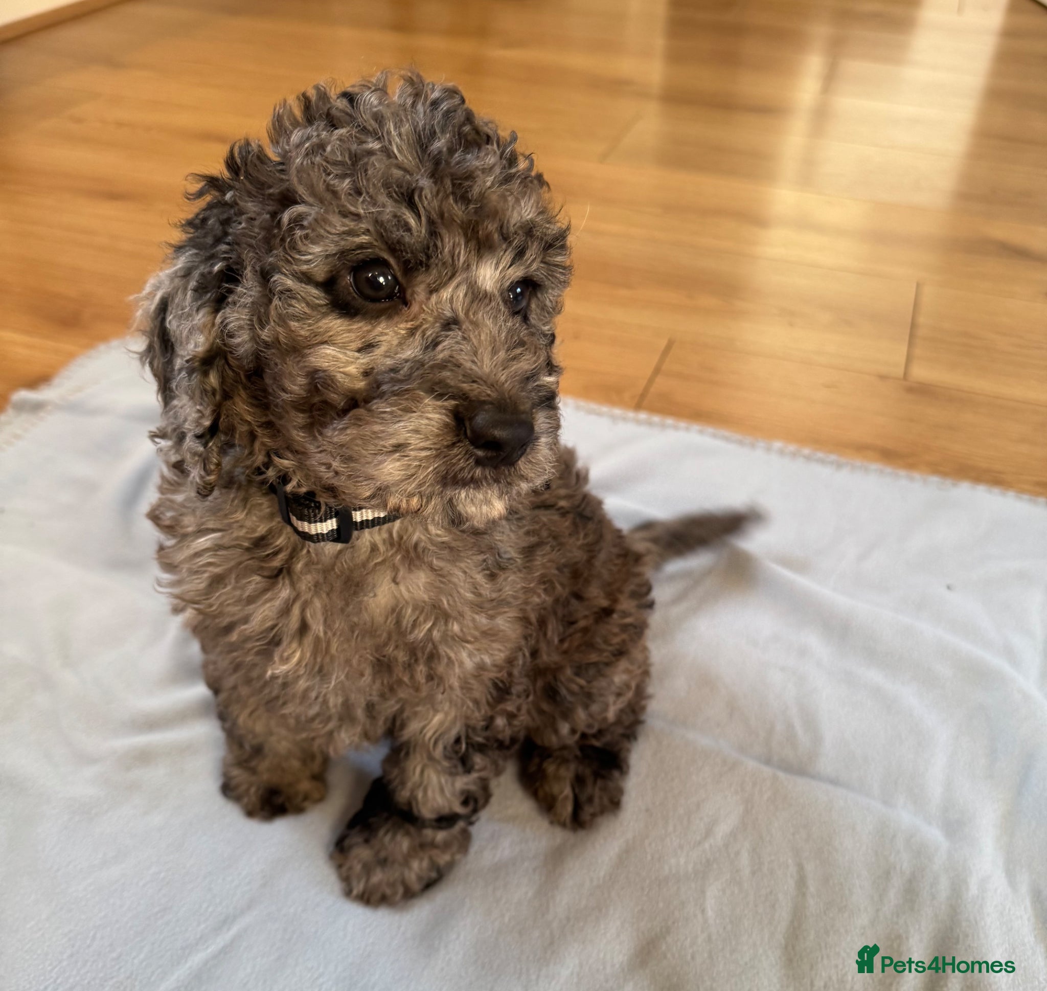 Cockapoo dogs F1 cockapoos  - Advert 13