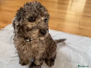 Cockapoo dogs F1 cockapoos - Advert 13