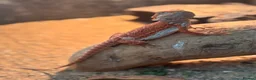 Bearded Dragon reptiles for sale: Baby Red monster bearded dragon  - Advert 1