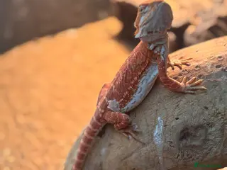 Bearded Dragon reptiles Baby Red monster bearded dragon - Advert 4