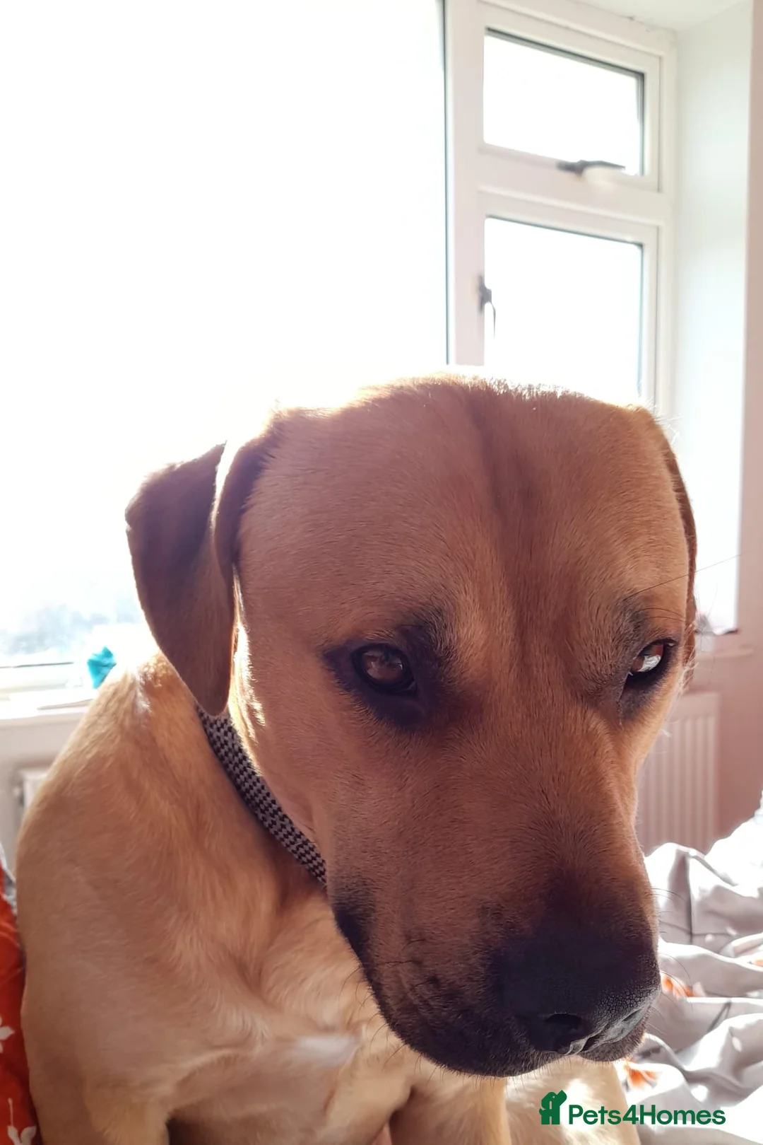 Mixed Breed dogs for sale: 1 year old Louis  - Advert 3