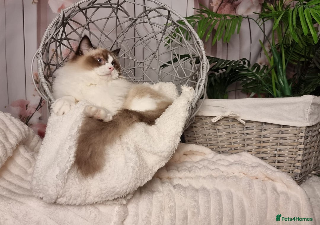 Ragdoll cats for sale: Quality Tica reg Ragdoll kittens  - Advert 23