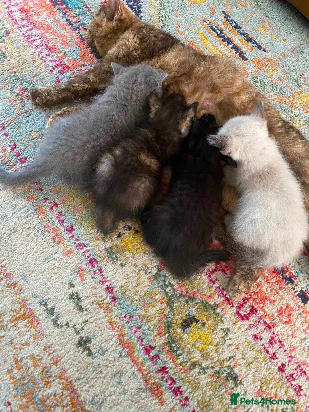 Ragdoll cats for sale: Ragdoll X BSH - Advert 6