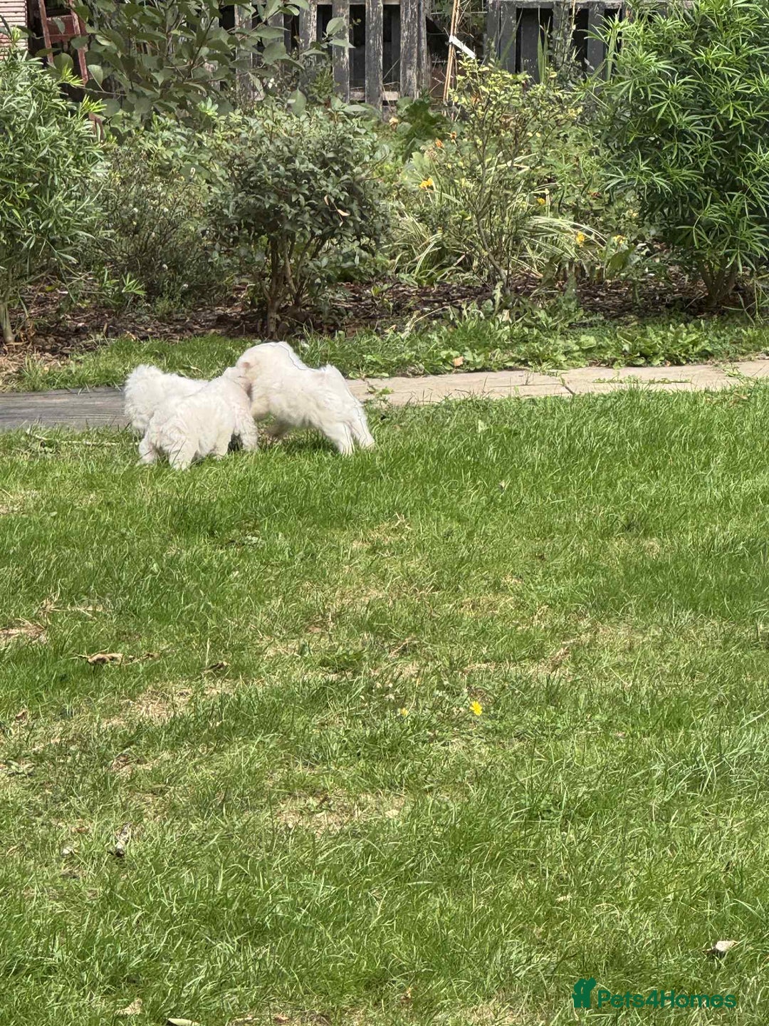 Maltese dogs for sale: Puppies Bichon Maltese Size Mini Toy - Image 4