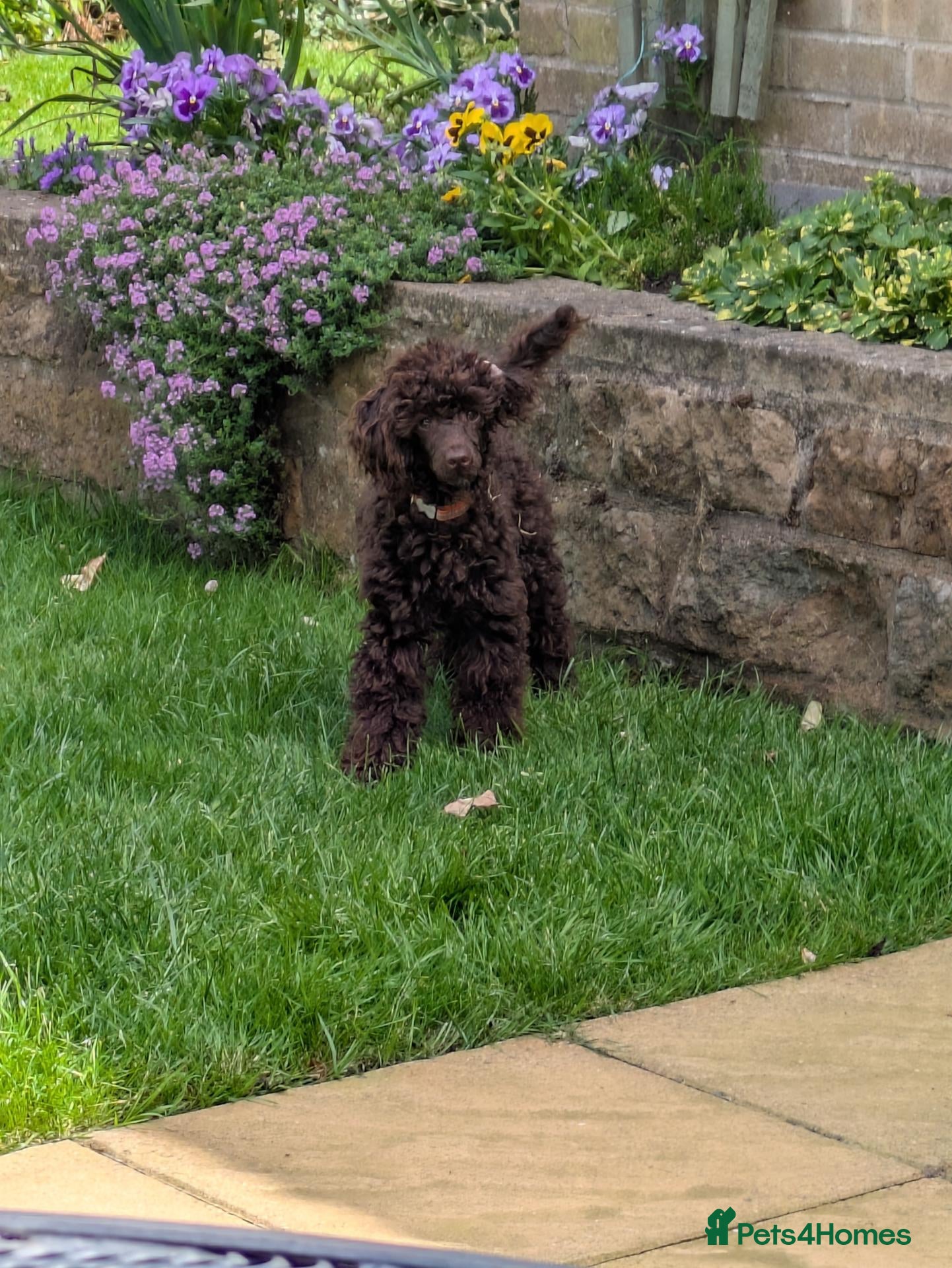Toy Poodle dogs Toy poodle boy  - Advert 15