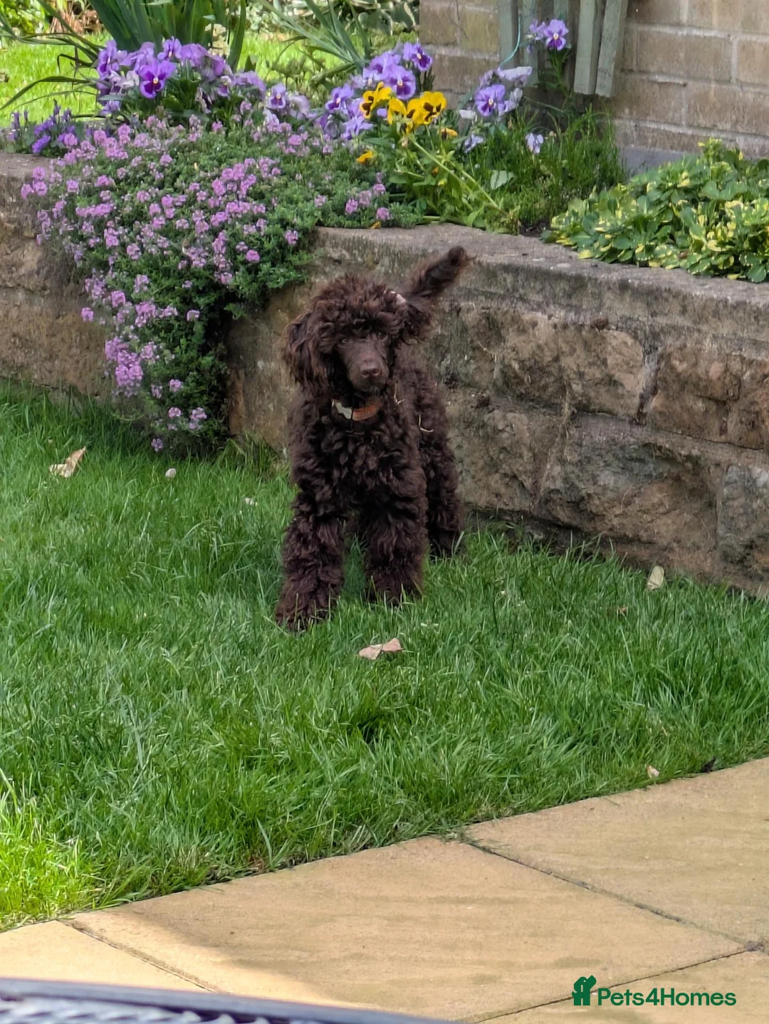 Toy Poodle dogs for sale: Toy poodle boy  - Advert 1