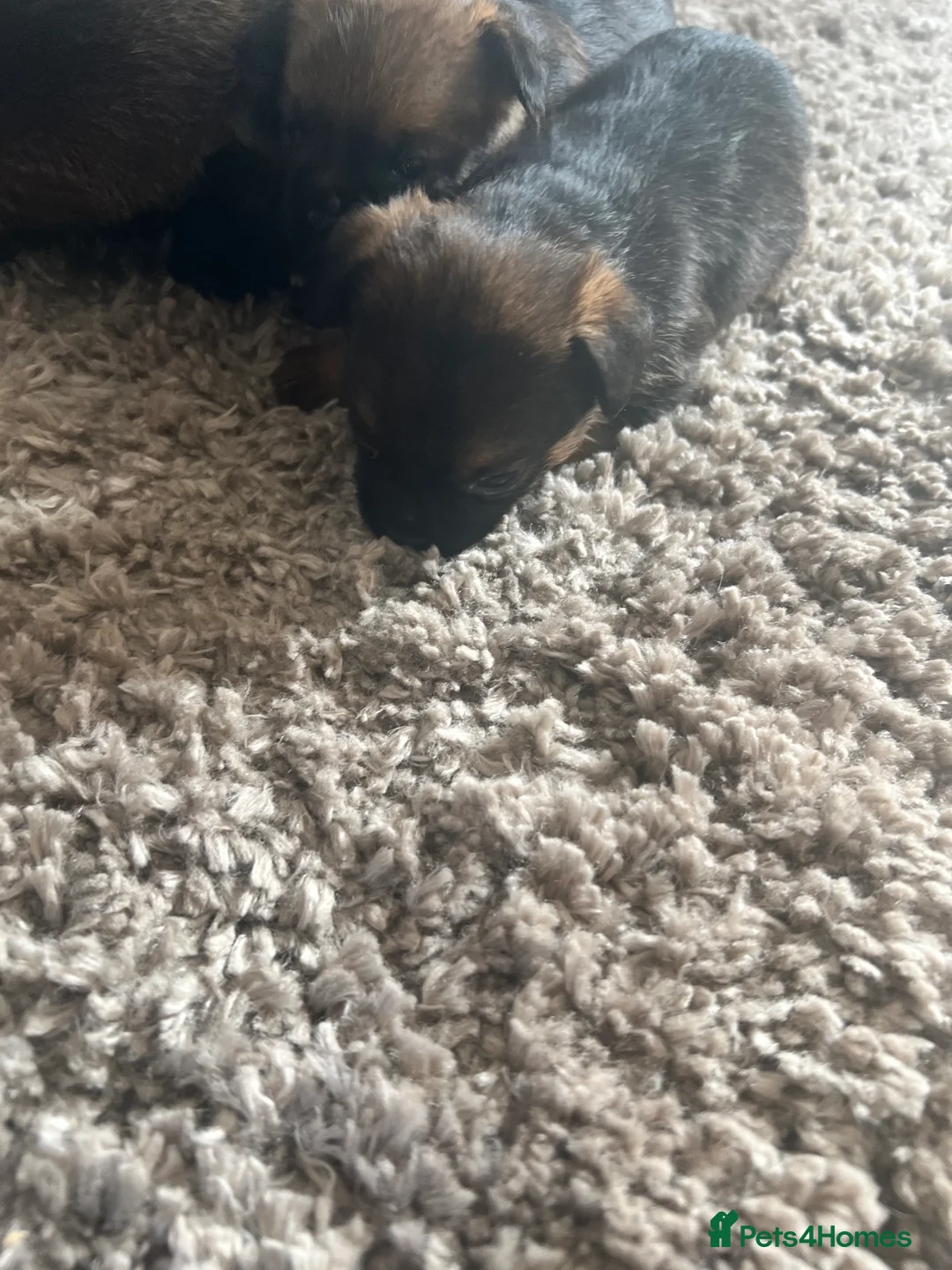 Border Terrier dogs for sale: Border Terrier Puppiee  in Bury Saint Edmunds - Advert 9