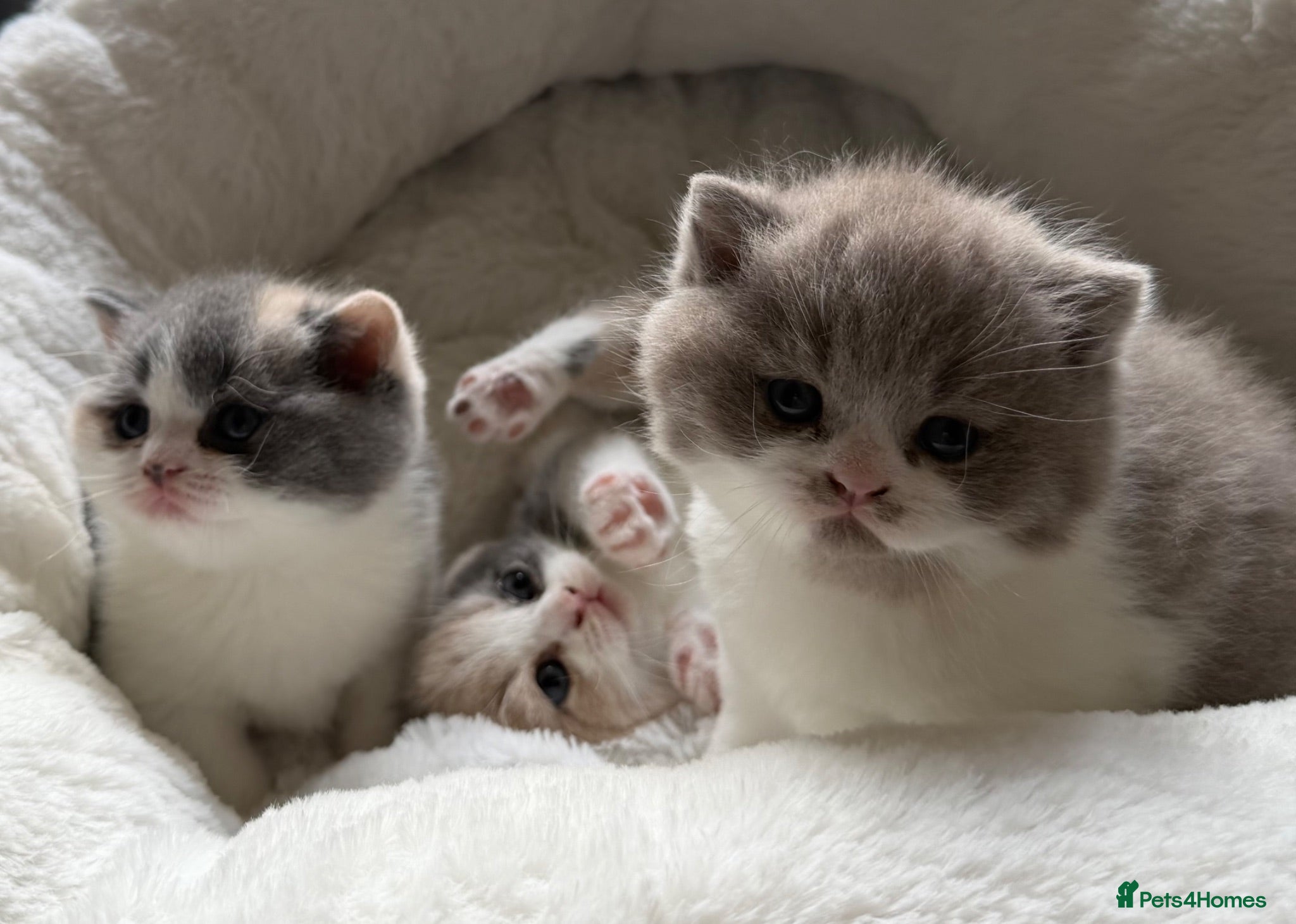 British Shorthair cats GCCF BSH Bilcolour/Tricolour chunky 🐱  - Advert 1