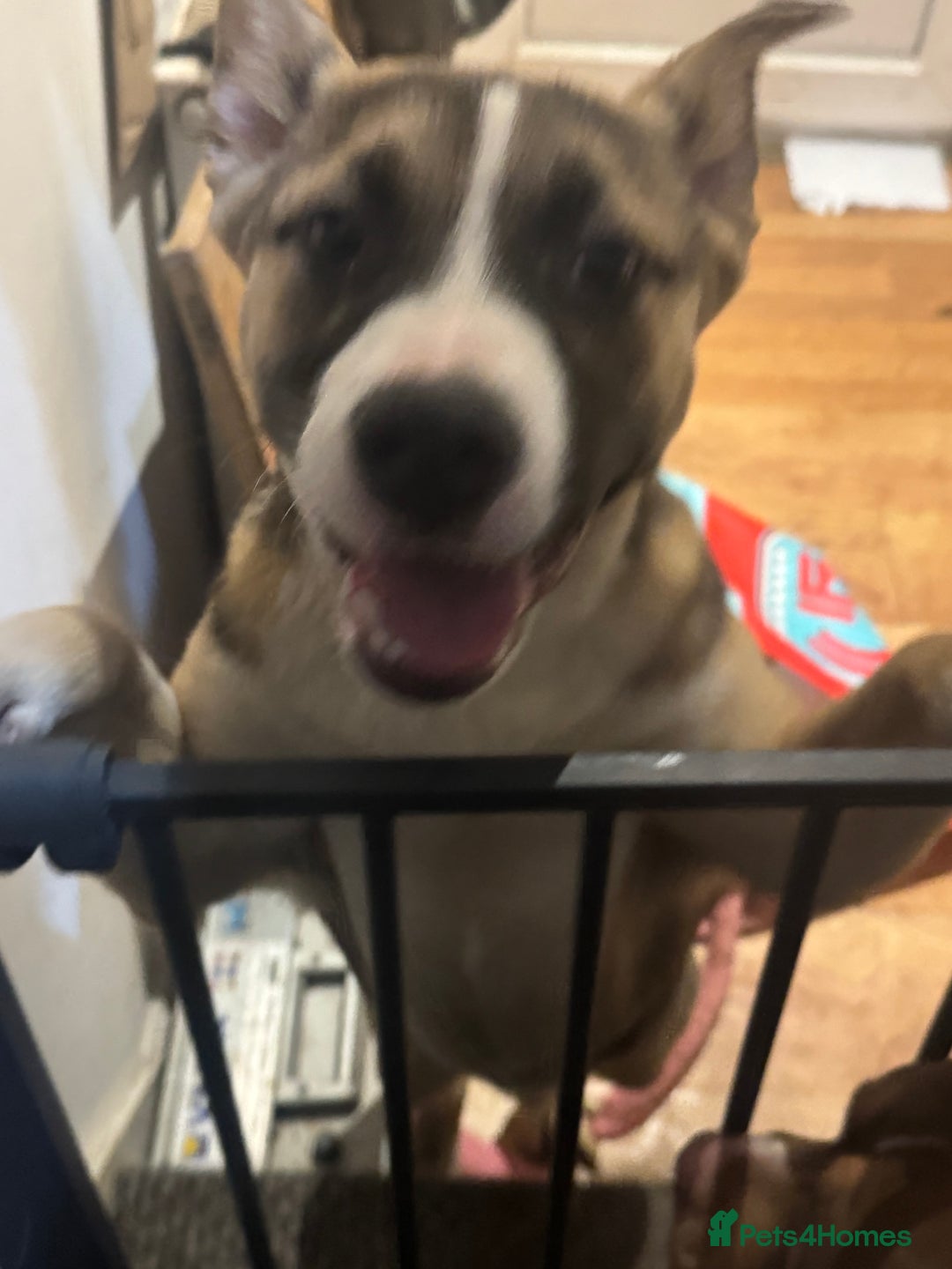 Mixed Breed dogs for sale: Need forever home ❤️ - Image 5