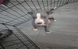 Whippet dogs for sale: 3 lovey whippet puppies  - Image 2