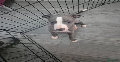 Whippet dogs - Advert 1