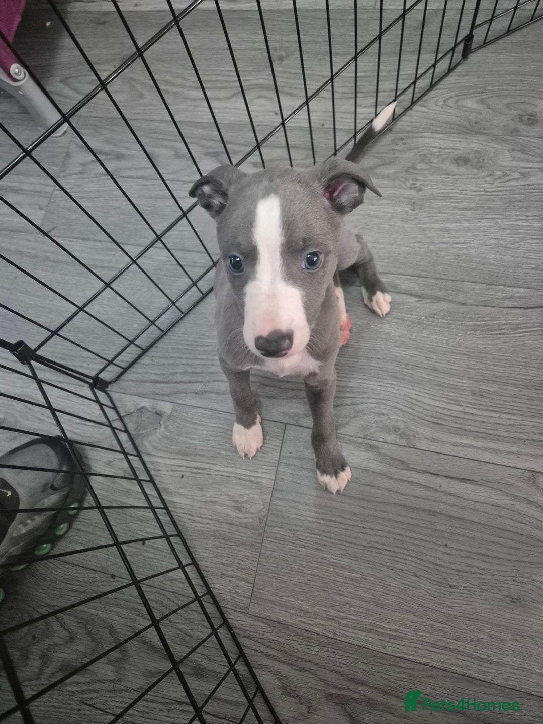 Whippet dogs for sale: 3 lovey whippet puppies  - Image 2