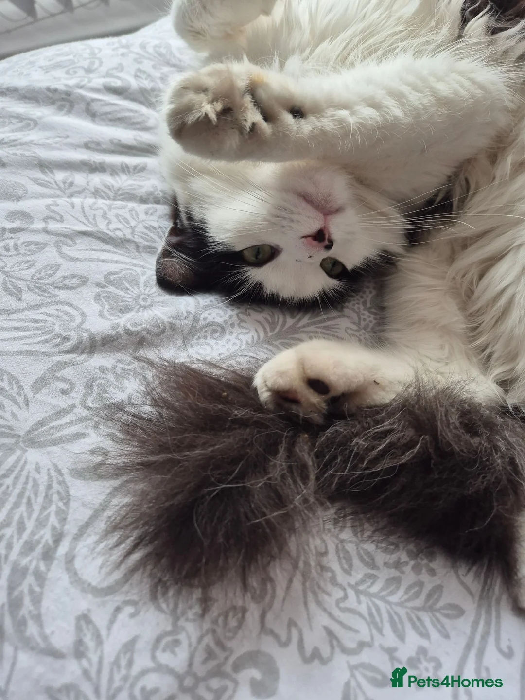 Mixed Breed cats for sale: Female Cat in Ashington - Advert 1