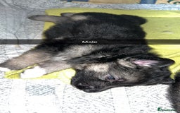 German Shepherd dogs for sale: 10 German Shepherd Puppy - Image 3
