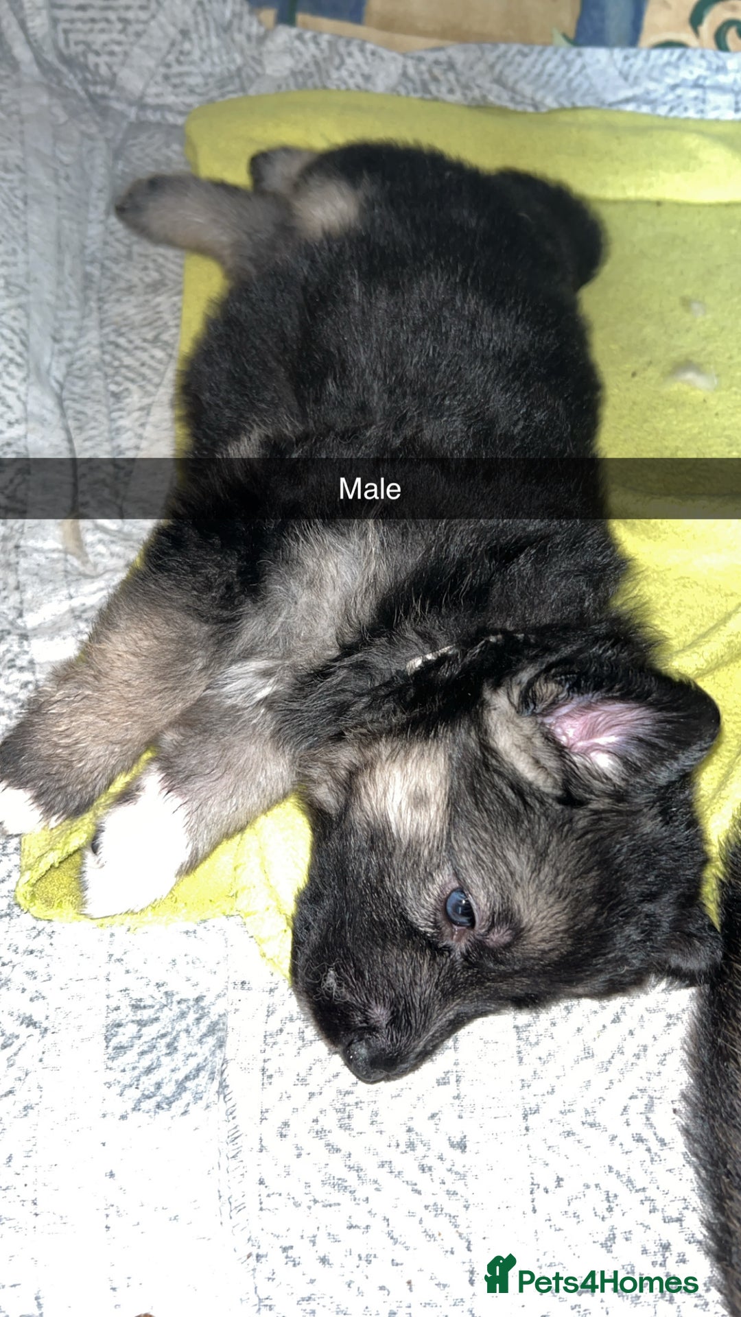 German Shepherd dogs for sale: 10 German Shepherd Puppy - Image 3