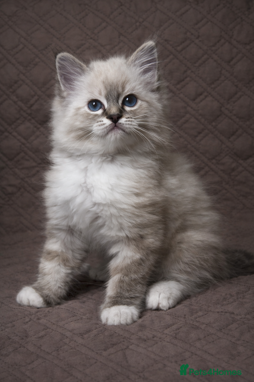 Ragdoll cats for sale: GCCF Registered Ragdoll Kittens Available  - Advert 3
