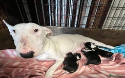 English Bull Terrier dogs for sale: 2 female 1 male  - Image 1