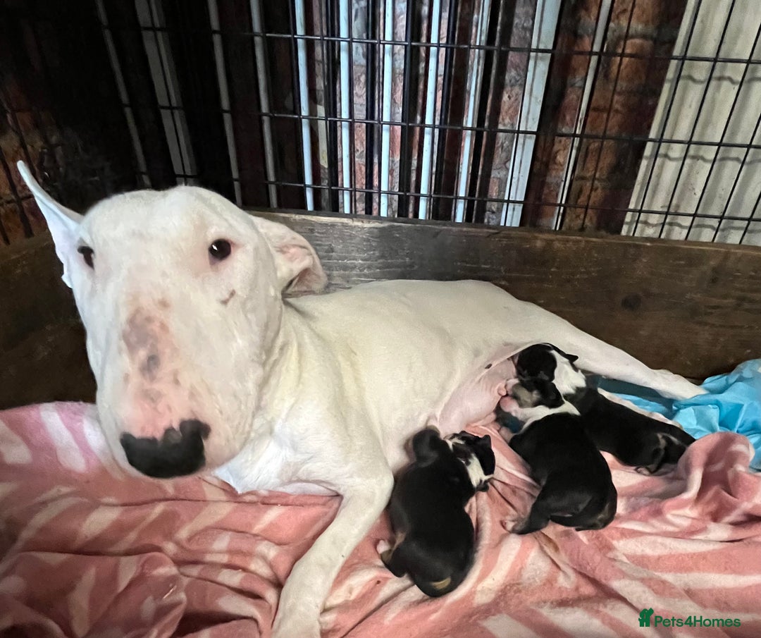 English Bull Terrier dogs for sale: 2 female 1 male  - Image 1