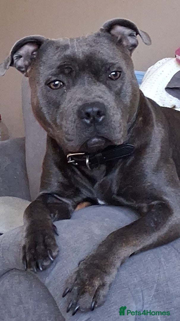 Staffordshire Bull Terrier dogs Male Blue staffy Troy - Advert 7
