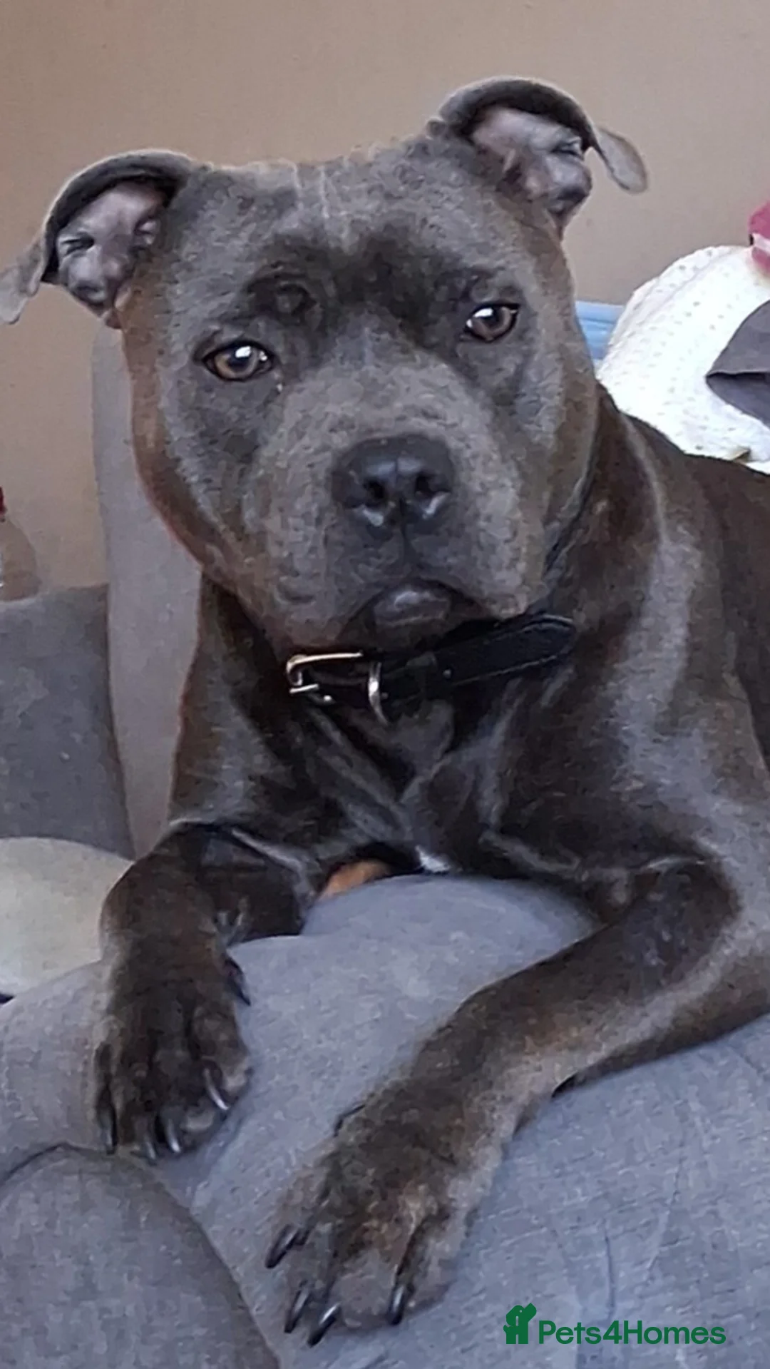 Staffordshire Bull Terrier dogs for sale: Male Blue staffy Troy - Advert 1