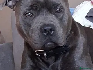 Staffordshire Bull Terrier dogs Male Blue staffy Troy - Advert 7