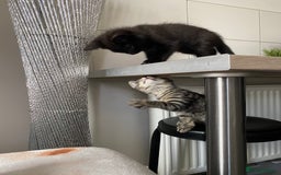 Domestic Shorthair cats for sale: Beautiful tabby shorthair kittens for sale  - Image 3