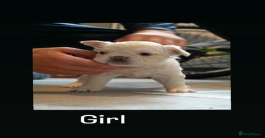 French Bulldog dogs - Advert 13
