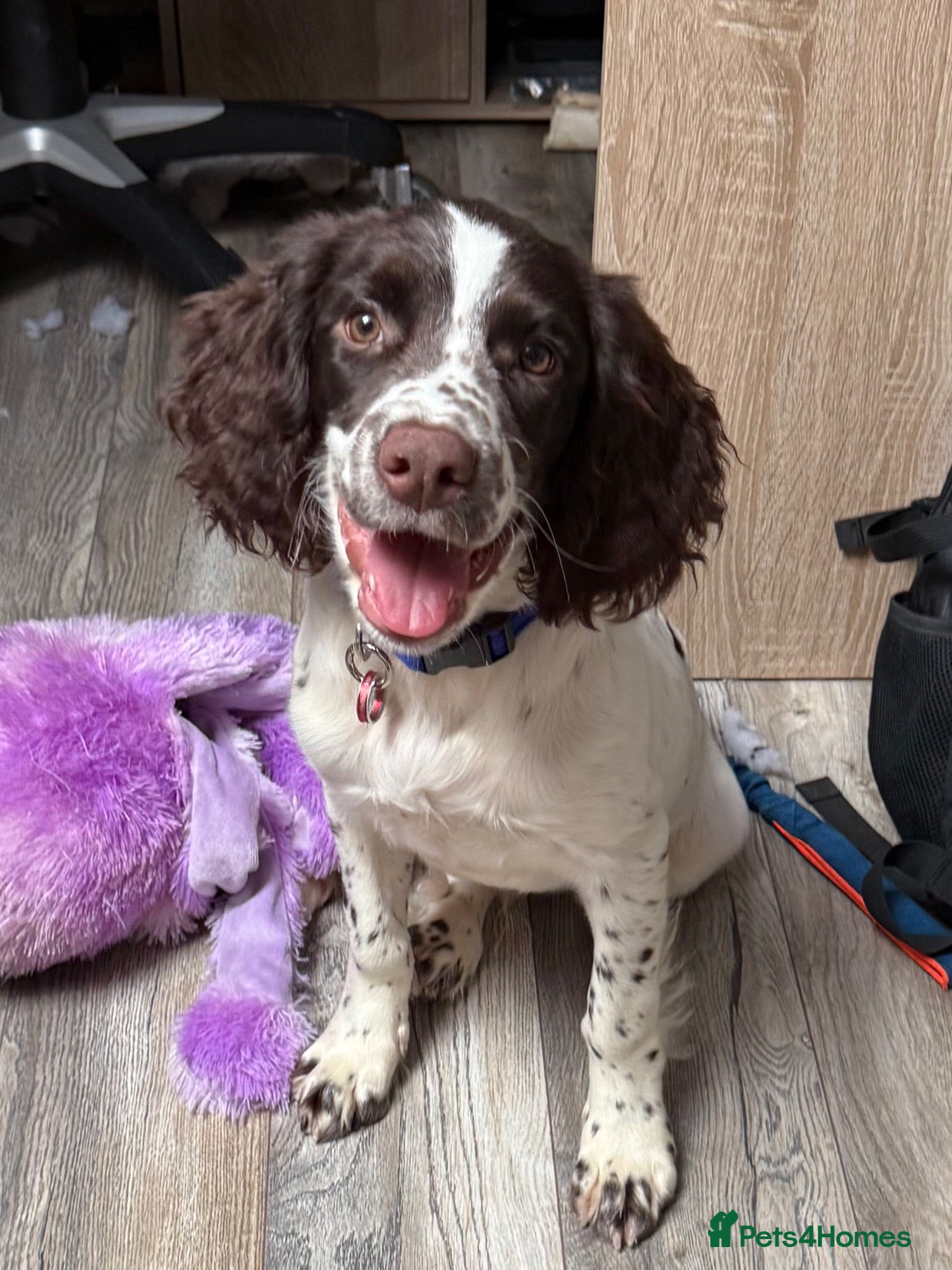 English Springer Spaniel dogs Boy 5th Gen Liver and White ESS Puppies - Advert 12